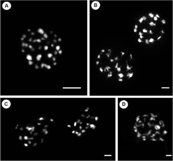 Mitotic and meiotic chromosomes of Ilex brasiliensis and meiotic chromosomes of I. theezans. A, mitotic metaphases of I. brasiliensis EEA-INTA-CA 221 with 40 chromosomes. B, diakinesis of I. brasiliensis EEA-INTA-CA 221 showing 20 bivalents. C-D, diakinesis of I. theezans with 20 bivalents (C, accession EEA-INTA-CA 101; D, accession EEA-INTA-CA 225). Scale bars: 5 &micro;m.