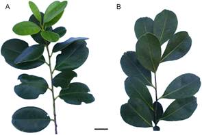 Representative leaf morphology of Ilex theezans. A, accession EEA-INTA-CA 225. B, accession EEA-INTA-CA 101. Scale bar: 2 cm. Color version at http://www.ojs.darwin.edu.ar/index.php/darwiniana/article/view/1106/1295