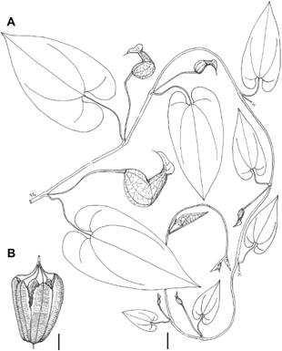 Aristolochia brachylimba F. Gonz&aacute;lez, Pab&oacute;n-Mora & L. Valenz., sp. nov. (from Valenzuela et al. 12765, HOXA, holotype). A, habit, leaves and flowers. B, capsule at dehiscence. Scale bars: 1 cm.