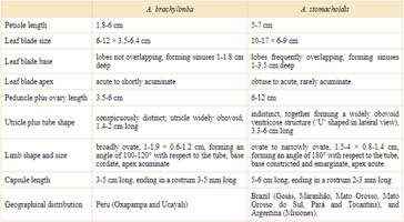 Differential traits between Aristolochia brachylimba and its closely related species A. stomachoidis.
