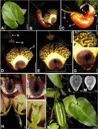 Aristolochia brachylimba, photographs of type specimens (A-J, L. Valenzuela et al. 39374, paratype; K, L. Valenzuela et al. 39378, paratype; L, M, L. Valenzuela et al. 12765, holotype). A, leaf. B, flower at anthesis. C, perianth, lateral view; note the narrowing of the tube distal portion (arrowhead). D, E, limb, frontal view. F, detail of inner limb surface. G, detail of perianth throat. H, dissected utricle and gynostemium. I, detail of syrinx. J, gynostemium, sagittal section. K, twig with capsule prior dehiscence. L, M, deeds, adaxial (L) and abaxial (M) view. Abbreviations: l, limb; o, ovary; t, tube; u, utricle. Scale bars: 2 cm in A; 5 mm in B-E; 1 mm in F-J, L, M; 1 cm in K. Color version at https://www.ojs.darwin.edu.ar/index.php/darwiniana/article/view/1139/1305