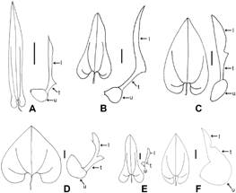 Outline drawings of leaf and perianth (side view) of the species of Aristolochia subser. Hexandrae from Peru (A-E), and its close relative A. stomachoidis (F), from Brazil. A,A. barbouri (from Barbour 5405, holotype F[F0042307F!]). B,A. chachapoyensis (from Hutchison & Wright 5447, holotype UC[UC1335070!]). C,A. pilosa (from Humboldt & Bonpland s.n., holotype P [P00669996!]). D,A. trilabiata (from Glaziou 10033, lectotype P [P01657954!]). E,A. xerophytica (from Evinger 540, holotype US[US00610968!]). F,A. stomachoidis (from Hoehne 1443, lectotype SP [SP000413!]). Note in A-E the funnel-shaped tube and the shorter utricle with respect to the limb. Abbreviations: l, limb; t, tube; u, utricle. Scale bars: 1 cm.