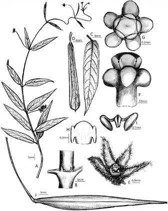 Petalostelma garrapatense. A, rama flor&iacute;fera. B, nudo con col&eacute;teres subaxilares. C, hoja de macroblasto. D, hoja de braquiblasto. E, flor. F, ginostegio en vista frontal. G, ginostegio en vista superior. H, antera. I, polinario. J, fruto. (Dibujos del autor, del holotipo).