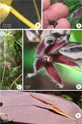 Petalostelma garrapatense. A, col&eacute;teres y tricomas de la hoja. B, inflorescencias con botones. C, ramas flor&iacute;feras y braquiblastos. D, flor. E, fruto desprovisto de semillas y placenta. (Fotos del autor). Figura en color en la versi&oacute;n en l&iacute;nea https://www.ojs.darwin.edu.ar/index.php/darwiniana/article/view/1142/1306