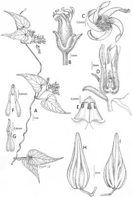 Philibertia escoipensis. A, rama flor&iacute;fera. B, flor. C, corola en vista superior. D, cara interna del tubo de la corola y ginostegio. E, ginostegio. F, polinario visto de frente. G, polinario visto de costado. H, cara superior del fol&iacute;culo. I, cara lateral del fol&iacute;culo. (Dibujos de Laura Sim&oacute;n, del holotipo).