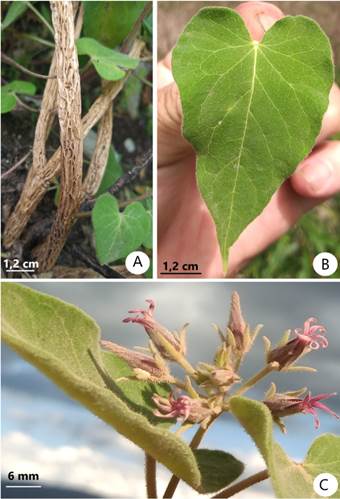 Philibertia escoipensis. A, base de la planta. B, hoja. C, inflorescencia. (Fotos del autor). Figura en color en la versi&oacute;n en l&iacute;nea https://www.ojs.darwin.edu.ar/index.php/darwiniana/article/view/1142/1306