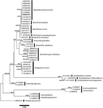 Phylogenetic tree of the D1-D2 LSU rDNA obtained by BI model showing the relationships among the Biecheleria brevisulcata strain from Buenos Aires coastal waters and strains from other places around the world. Numbers on branches are bootstrap percentages (n = 1,000) and posterior probabilities (n = 1,000,000) after ML and BI analyses, respectively. Values lower than 60%/0.60 were not considered representative in these analyses and shown by hyphens, respectively.