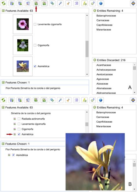 Uso de las im&aacute;genes de caracteres. A, vista de la pantalla con la opci&oacute;n de iconos peque&ntilde;os activada. B, vista de la pantalla con la opci&oacute;n de iconos peque&ntilde;os desactivada (la flecha roja indica el bot&oacute;n que se debe pulsar para ver la imagen ampliada en el centro de la pantalla). Figura en color en la versi&oacute;n en l&iacute;nea http://www.ojs.darwin.edu.ar/index.php/darwiniana/article/view/1097/1291