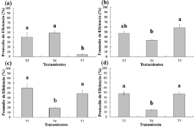 Eficiencia (%) de los tratamientos evaluados en el cultivo de calabacita en
								condiciones de cielo abierto en cada uno de los días después de la
								aplicación: (a) 3 dda, (b) 5 dda, (c) 7 dda y (d) 14 dda. dda= Días
								después de la aplicación, T5= M. anisopliae, T6=
									I. fumosorosea y T7= B.
									bassiana. Figure 3.
								Efficiency (%) of the treatments evaluated in the zucchini
								cultivation under open sky conditions on each of the days after
								application: (a) 3 dda , (b) 5 dda , (c) 7 dda and (d) 14 dda. dda =
								Days after the application, T5 = M. anisopliae, T6
								= I. fumosorosea and T7 = B.
									bassiana.