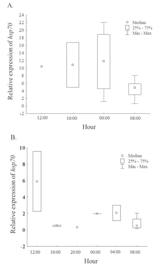 Analysis of hsp70 expression during a 24-hour period in A. warm
								(n=13) and B. cold season (n=12), in Lythrypnus
									dalli samples obtained at Punta Diablo, La Paz, Baja
								California Sur, Mexico. * p < 0.05.Figura 4. Análisis de expresión de
									hsp70 durante un period de 24 horas en A.
								temporada cálida (n=13) y B. temporada fría (n=12), en muestras de
									Lythrypnus dalli obtenidas en Punta Diablo, La
								Paz, Baja California Sur, México. * p <
								0.05.