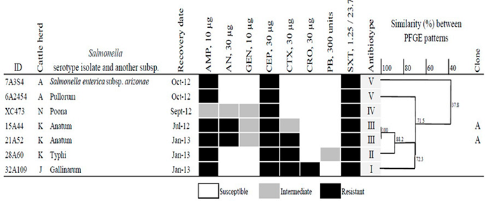 Antimicrobial susceptibility patterns and PFGE of Salmonella
								serotypes. AMP: Ampicillin, AN: Amikacin, GEN: Gentamicin, CEP:
								Cephalothin, CTX: Cefotaxime, CRO: Ceftriazone, PB: Polymyxin B and,
								SXT: Trimethoprim-Sulfamethoxazole.Figura 2. Patrones susceptibilidad a antimicrobianos y
								PFGE de los serotipos de Salmonella. AMP:
								Ampicilina, AN: Amikacina, GEN: Gentamicina, CEP: Cefalotina, CTX:
								Cefotaxima, CRO: Ceftriazona, PB: Polimixina B y, SXT:
								Trimetoprim-Sulfametoxazol.