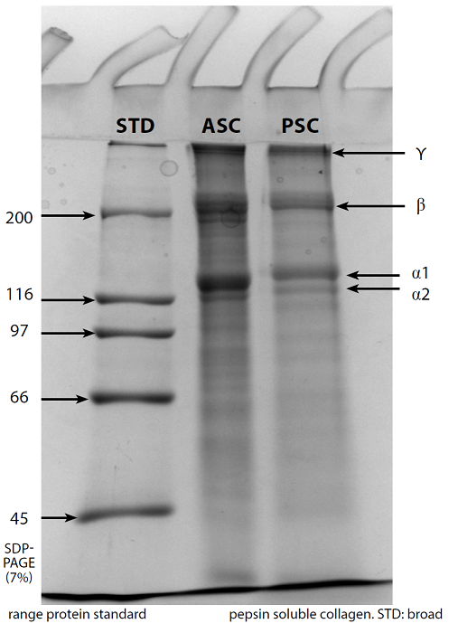 SDS-PAGE (7%) electrophoretic pattern of acid soluble collagen (ASC) and pepsin soluble collagen (PSC). STD: broad range protein standard.
Figura 1. Patrón electroforético por SDS-PAGE (7%) de colágeno soluble en ácido (ASC) y colágeno soluble en pepsina (PSC). STD: Estándar de amplio margen.