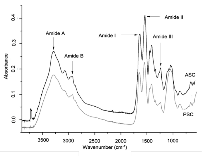  FTIR spectrum molecular identification of acid soluble collagen (ASC)
                        and pepsin soluble collagen (PSC) from mixed by-products of different
                        species. Figura 2. Espectro de identificación molecular
                        por FTIR de colágeno soluble en ácido (ASC) y colágeno soluble en pepsina
                        (PSC).