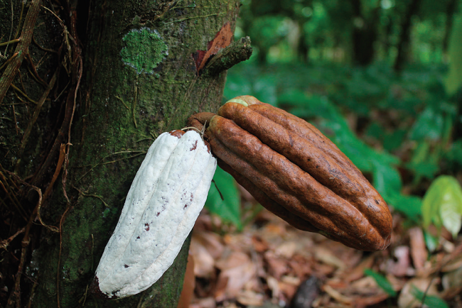 Fruto de cacao tipo trinitario infectado por M. roreri en una
							plantaci&oacute;n de cacao, Rancher&iacute;a Galeana segunda secci&oacute;n, Jalpa de M&eacute;ndez,
							Tabasco, M&eacute;xico. Fotograf&iacute;a tomada por MTC.Figure 1. Fruit of trinitarian type cocoa infected by M.
							roreri in a cocoa plantation, Rancher&iacute;a Galeana second section, Jalpa de
							M&eacute;ndez, Tabasco, Mexico. Photograph taken by MTC.