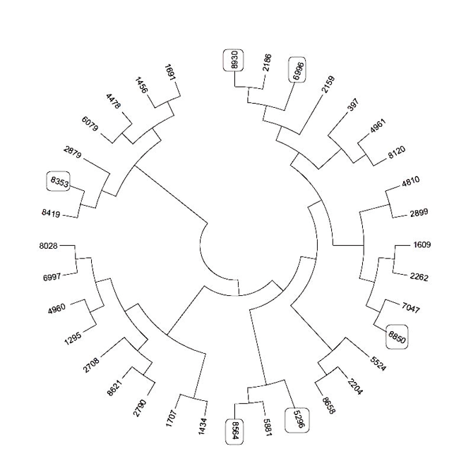 Reconstrucci&oacute;n filogen&eacute;tica radial &oacute;ptima de vecinos cercanos (NJ) (Saitou y Nei, 1987) que muestra
								las m&aacute;ximas similitudes de secuencias de nucle&oacute;tidos identificadas
								en parte del genoma de M. roreri CPMRT01. Cada
								n&uacute;mero (etiqueta) corresponde al c&oacute;ntigo identificado. Los c&oacute;ntigos
								predichos se encuentran en recuadros.Figure 2. Optimal radial phylogenetic reconstruction of
								Neighbor Joining (NJ) (Saitou and Nei, 1987) showing the maximum
								similarities of nucleotide sequences identified within the M. roreri
								CPMRT01 genome. Each number (label) corresponds to the identified
								contig. Predicted contigs are found in boxes.