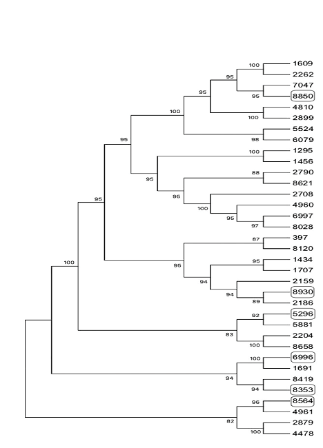 Reconstrucci&oacute;n filogen&eacute;tica de m&aacute;xima verosimilitud (MLE) de secuencias de nucle&oacute;tidos
								identificadas en parte del genoma de M. roreri
								CPMRT01 bajo el modelo Tamura-Nei (Tamura y Nei, 1993). La suma total de la longitud de las
								ramas fue de -19,207,954.26 sustituciones. Los n&uacute;meros entre las
								coyunturas de las ramas representan la supuesta estabilidad de los
								grupos. Cada n&uacute;mero (etiqueta) corresponde al c&oacute;ntigo identificado.
								Los c&oacute;ntigos predichos se encuentran en recuadros.Figure 3. Maximum likelihood phylogenetic
								reconstruction (MLE) of nucleotide sequences identified within the
								M. roreri CPMRT01genome under the Tamura-Nei model (Tamura and Nei,
								1993). The total sum of the length of the branches was
								-19,207,954.26 substitutions. Numbers between the joints of the
								branches represent the supposed stability of the groups. Each number
								(label) corresponds to the identified contig. Predicted contigs are
								found in boxes.
