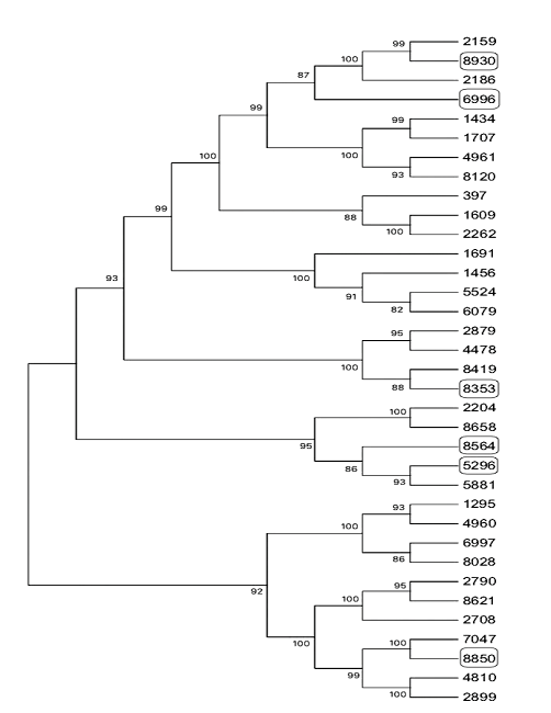 Reconstrucci&oacute;n filogen&eacute;tica de agrupamiento jer&aacute;rquico aglomerado simple (UPGMA)
									(Sneath y Sokal, 1973) de
								secuencias de nucle&oacute;tidos identificadas en parte del genoma de
									M. roreri CPMRT01. Se muestra el &aacute;rbol &oacute;ptimo
								con la suma de la longitud de rama = 0.00725912. El porcentaje de
								&aacute;rboles replicados en los taxones asociados, agrupados en la prueba
								de arranque (500 repeticiones) se muestran junto a las ramas. Cada
								n&uacute;mero (etiqueta) corresponde al c&oacute;ntigo identificado. Los c&oacute;ntigos
								predichos se encuentran en recuadros.Figure 4. Phylogenetic reconstruction of single
								agglomerated hierarchical clustering (UPGMA) (Sneath y Sokal, 1973) of nucleotide sequences
								identified within the M. roreri CPMRT01genome. The optimal tree is
								shown with the sum of the branch length = 0.00725912. The percentage
								of trees replicated in the associated taxa, grouped in the boot test
								(500 repetitions) are shown next to the branches. Each number
								(label) corresponds to the identified contig. Predicted contigs are
								found in boxes.
