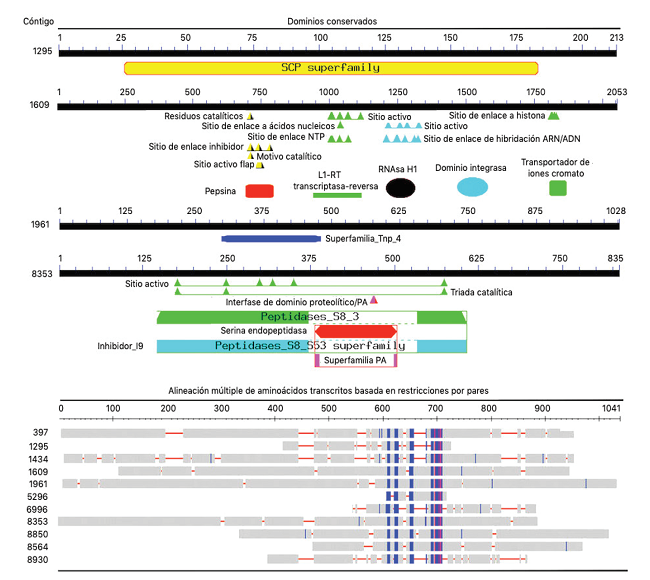 Representaci&oacute;n gr&aacute;fica de la predicci&oacute;n de dominios conservados hipot&eacute;ticos con
								m&aacute;ximas similitudes identificados en parte del genoma de M.
									roreri CPMRT01. La alineaci&oacute;n inferior m&uacute;ltiple de
								amino&aacute;cidos basada en restricciones por pares muestra 11 transcritos
								que sugieren similitud con sus secuencias residuales en donde el
								color azul representa regiones similares y el rojo regiones
								altamente conservadas.Figure 5. Graphical representation of the prediction of
								hypothetical conserved domains with maximum similarities identified
								in part of the genome of M. roreri CPMRT01. The multiple lower
								alignment of amino acids based on peer restrictions shows 11
								transcripts that suggest similarity to their residual sequences
								where the blue color represents similar regions and the red highly
								conserved regions.