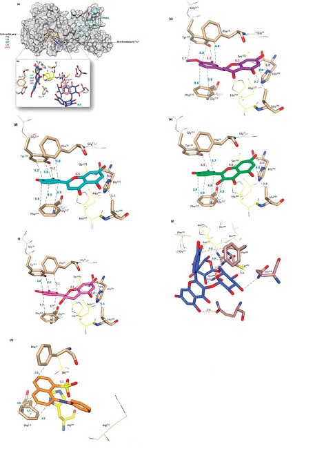 Docking molecular de la lipasa pancre&aacute;tica con los flavonoides Hesperetina (HES),
								Luteolina (LUT), Quercetina (QUE), Catequina (CAT), Rutina (RUT), y
								el sustrato, pNPL. Representaci&oacute;n como superficie
								de la estructura tridimensional completa de lipasa (gris oscuro),
								indicando los amino&aacute;cidos del sitio activo (palos amarillos) y la
								uni&oacute;n de los ligandos (a). El sitio de uni&oacute;n para los flavonoides y
								los principales residuos (palos) para las interacciones se muestran
								(b). Se se&ntilde;alan las interacciones espec&iacute;ficas para la HES (c), LUT
								(d), QUE (e), CAT (f), RUT (g) y ANS (h). Las distancias est&aacute;n
								marcadas en l&iacute;neas punteadas (negro) y con sus distancias (&Aring;) en
								distintos colores para los diferentes tipos de interacciones
								evaluados (puentes de hidr&oacute;geno, rojo; electrost&aacute;ticas, morado; e
								hidrof&oacute;bicas, azul). Estas im&aacute;genes se obtuvieron usando USCF Chimera.Figure 4. Molecular docking of the pancreatic lipase
								with the flavonoids Hesperetin (HES), Lutein (LUT), Quercetin (QUE),
								Catechin (CAT), Rutin (RUT), and the substrate pNPL. Surface
								representation for the full tridimensional structure of lipase (dark
								gray), the amino acids of the active site are represented (yellow
								sticks) and the binding of the ligands (a). Flavonoids binding sites
								and main amino acid residues (sticks) (b), as well as specific
								interactions for HES (c), LUT (d), QUE (e), CAT (f ), RUT (g), and
								the ANS (h) are shown. The dot lines (black) and distances (&Aring;) with
								colors correspond to different interactions such as hydrogen binding
								(red), electrostatics (purple), and hydrophobic binding (blue). The
								images were obtained with USCF Chimera