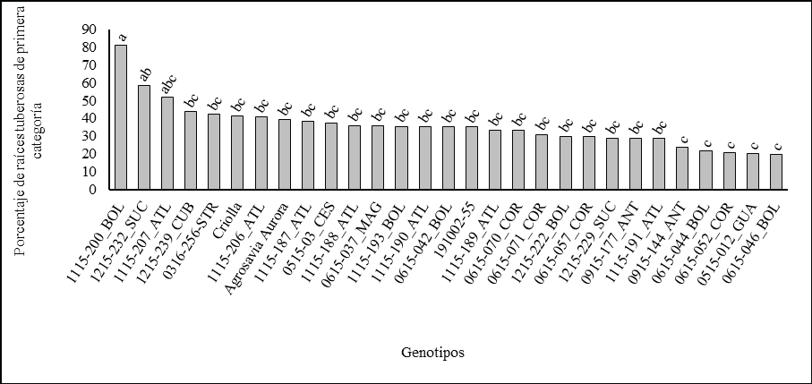 Comparación de promedios de Tukey para la producción de raíces tuberosas de batata de primera categoría, medida en porcentaje respecto al total de raíces tuberosas producidas en el Valle del Cauca, Colombia. Genotipos con letra distinta difieren estadísticamente (P ≤ 0.05).
