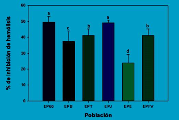 Capacidad antioxidante por medio del ensayo de % de inhibición de hemólisis inducida mediante AAPH de extractos etanólicos de propóleos del sur de Sonora. Media ± desviación estándar (n=3).