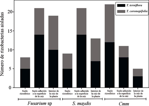 Gráfico de barras apiladas de las bacterias antagónicas aisladas de la rizósfera de T. coronopifolia y T. terniflora con capacidad inhibitoria de fitopatógenos.