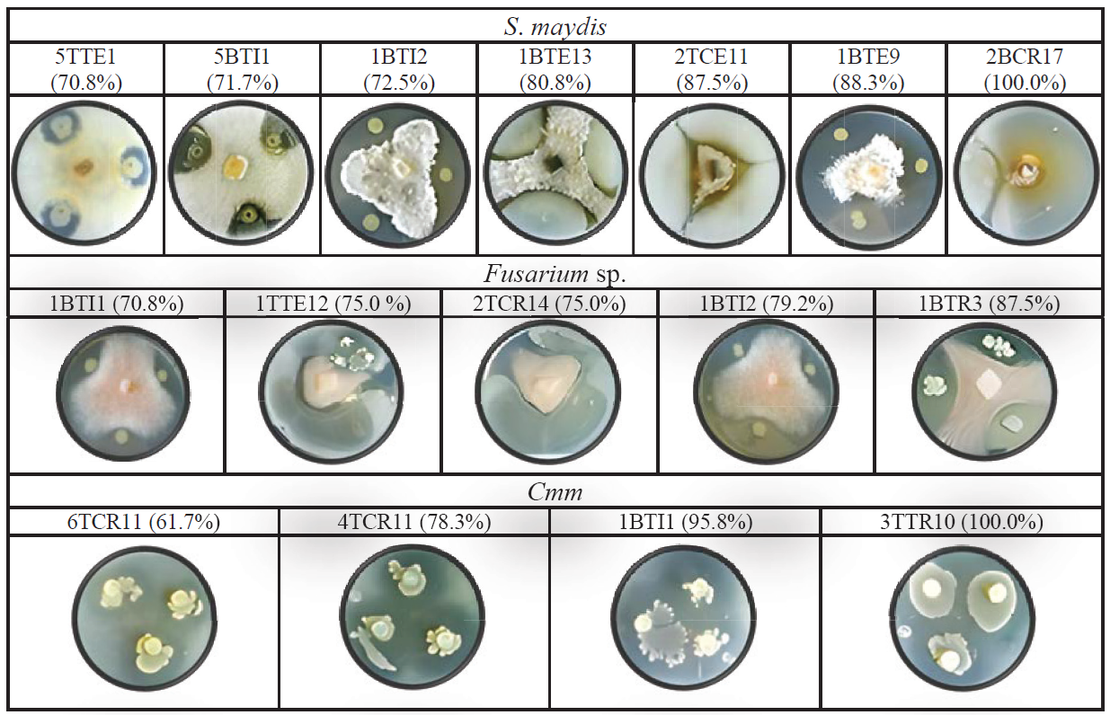 Capacidad antagónica de las bacterias aisladas de la rizósfera de T. coronopifolia y T. terniflora.