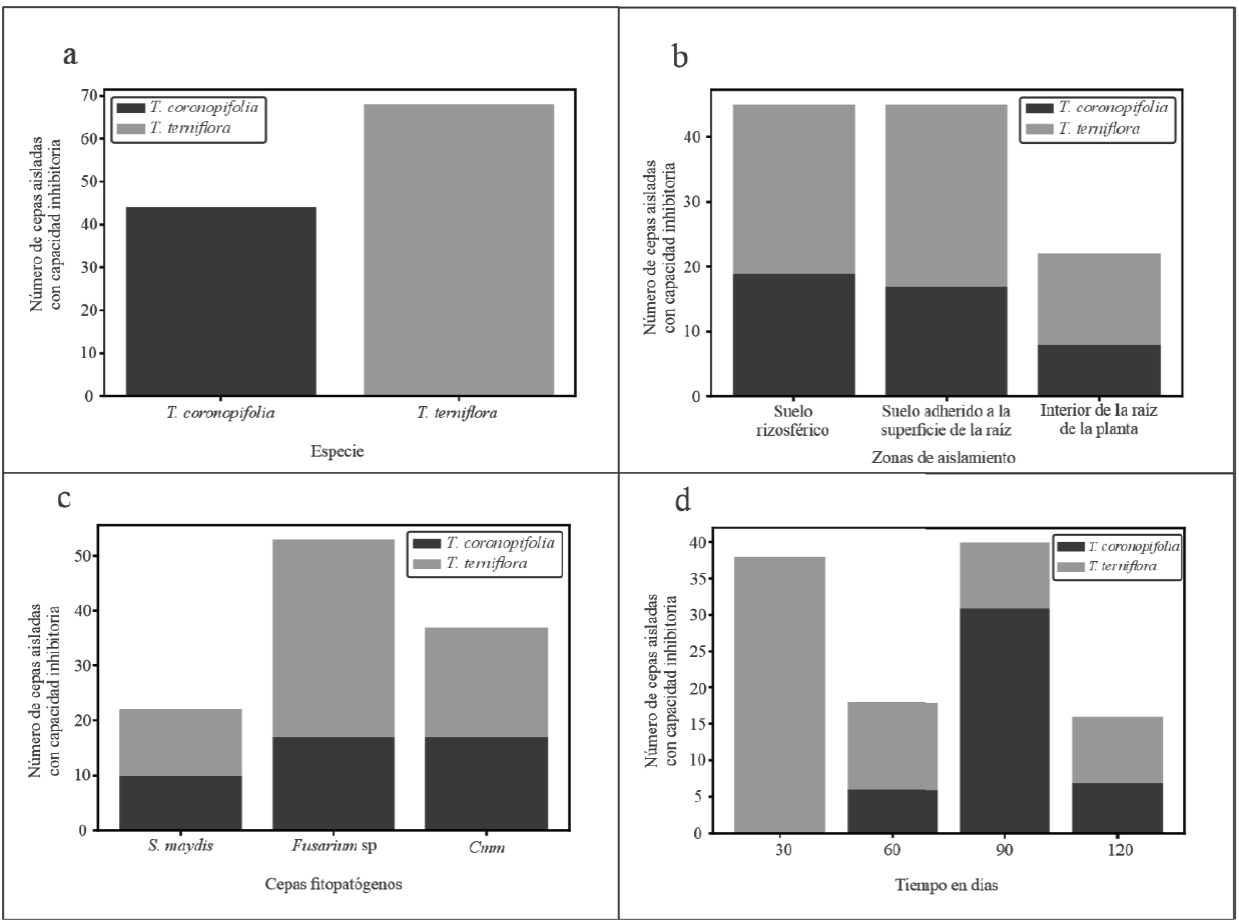 Número de rizobacterias con potencial antagónico frente a los patógenos Fusarium sp., S. maydis y Cmm; a) Número de bacterias antagónicas de acuerdo con la especie de la planta; b) número de bacterias de acuerdo con las tres diferentes zonas de aislamiento de las rizobacterias; c) número de bacterias antagónicas de acuerdo con el criterio de especie de planta y el fitopatógeno en estudio; d) número de bacterias de acuerdo con el tiempo de crecimiento de la planta.