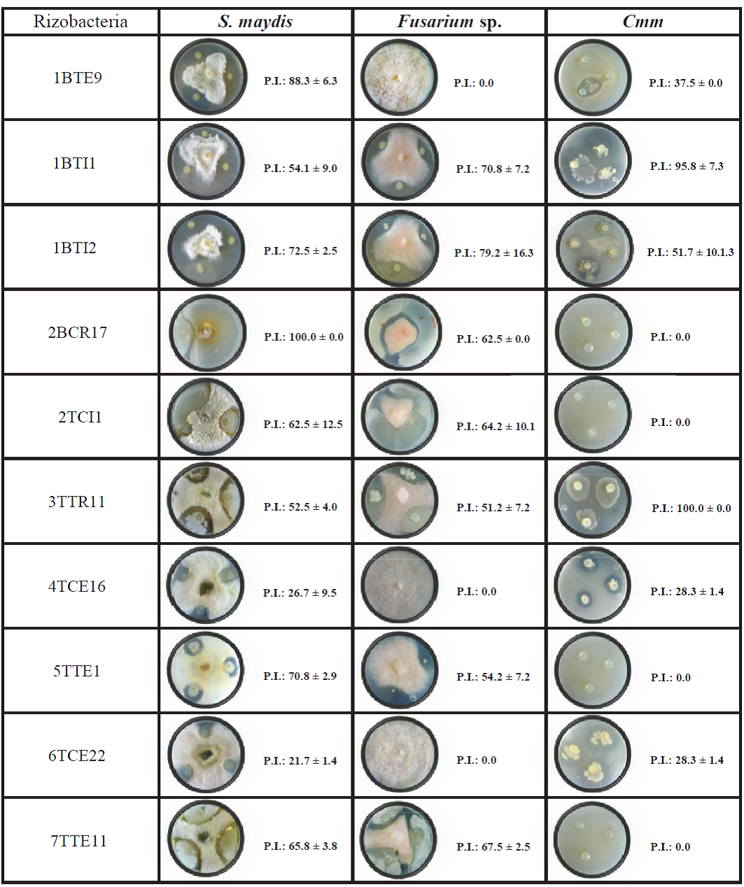 Estimación de los porcentajes de inhibición de rizobacterias con capacidad antagónica.