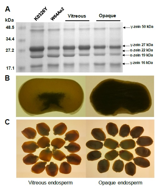 Zein profiles and endosperm phenotype of vitreous (QPM) and opaque maize genotypes. (A) SDS-PAGE separation of zein proteins. The molecular weight marker (kDa) is shown on the left and the different zein sub-fractions are indicate on the right. A greater abundance of 27-kDa γ-zein can be observed in the endosperm of vitreous lines compared to the opaque ones. Adapted from Vega-Alvarez et al. (2022). (B) Cross section of K0326Y (vitreous) and W64Ao2 (opaque) maize kernels viewed under white light. (C) Whole grains of K0326Y (vitreous) and W64Ao2 (opaque) viewed under white light. 