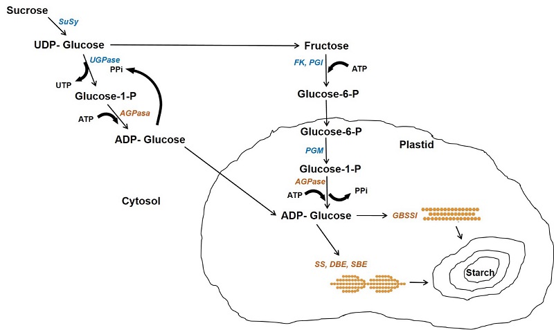 Starch biosynthesis pathway in the endosperm of cereals. The cytosol and plastid are indicated. Enzymes are indicated in italics: Susy, sucrose synthase; UGPase, UDP glucose pyrophosphorylase; PGM, phosphoglucomutase; FK, fructokinase; PGI, phosphoglucose isomerase; PPiase, pyrophosphatase; AGPase, ADP-glucose pyrophosphorylase; GBSSI, granule bound starch synthase; SS, starch synthase; SBE, starch branching enzyme. Adapted from Comparot-Moss and Denyer (2009). 