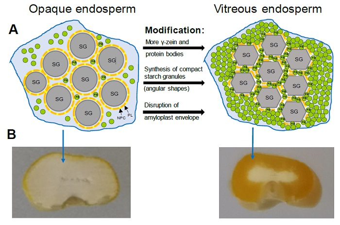 Vitreous endosperm formation in quality protein maize. (A) Representation of the main mechanisms associated with endosperm modification: Mechanism associated with an increase in protein bodies (PB) rich in 27 kDa γ-zein that fill the spaces between starch granules (SG); Mechanism associated with changes in the composition and morphology of the starch granules that favors their compaction and interaction with PBs; Mechanism associated with the disruption of the amyloplast membrane that favors the interactions between starch granules and PBs. PL, Phospholipids; NPC, Non-polar carotenoids. Adapted from Wang et al. (2020). (B) Cross section of mature kernels from opaque-2 and QPM genotypes showing the extent of vitreous endosperm.
