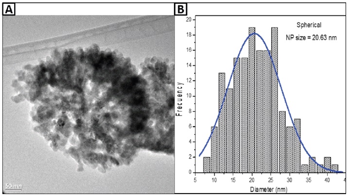 Transmission electron microscopy micrograph showing the spherical morphology of the ZnO NPs (A) and the particle size distribution histogram (B). 
