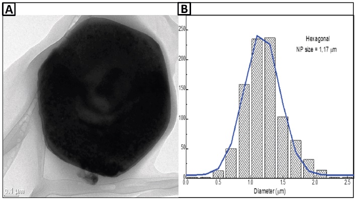 Transmission electron microscopy micrograph that shows the ZnO NPs hexagonal morphology (A) and particle size distribution histogram (B).
