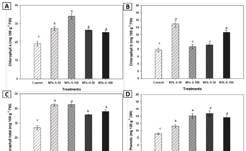 Chlorophyll a (A), chlorophyll b (B), total chlorophyll (C), and total phenols (D) of bell pepper seedlings at 45 DAS. NPs-S-50: spherical nanoparticles 50 mg L-1, NPs-S-100: spherical nanoparticles 100 mg L-1, NPs-H-50: hexagonal nanoparticles 50 mg L-1, NPs-H-100: hexagonal nanoparticles 100 mg L-1. Different letters in the bars indicate significant difference (LSD, ≤ 0.05). The lines over the bars indicate mean standard error.