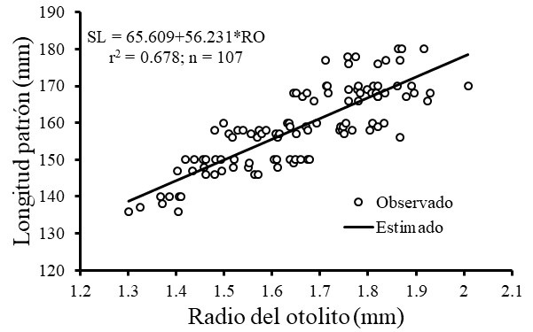 Relación radio del otolito (RO) versus longitud patrón de O. bulleri. 