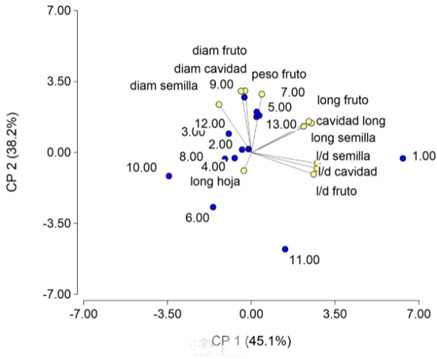 Análisis de componentes principales basado en variables morfológicas cuantitativas de árboles de aguacates criollos (en número de identificación).