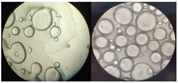 Microfotografías (40x) de la emulsión de EPS libres (izquierda) y MpZnO-EPS (derecha) después de 48 h.