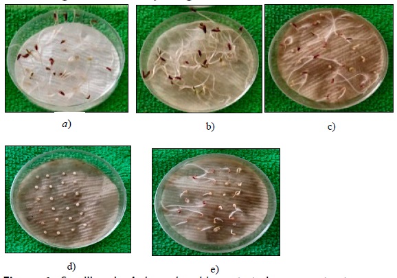 Semillas de A. hypochondriacus tratadas con extracto acuoso ligeramente ácido a diferentes concentraciones. Longitud radicular (LR) y velocidad de germinación (IVG), indicadores del efecto inhibidor. a) Semillas sin tratar: b) dosis 1 % p/v, c) dosis 2% /v ,d) dosis 3.33 % p/v, e) tratamiento Control (+ 3.33 % p/v) . 