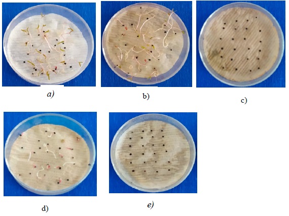 Semillas de P. oleracea tratadas con extracto acuoso ligeramente ácido a diferentes concentraciones. Lon-gitud radicular (LR) y velocidad de germinación (IVG), indicadores del efecto inhibidor. a) Semillas sin tratar: b) dosis 1 % p/v, c) dosis 2 % /v ,d) dosis 3.33 % p/v, e) tratamiento Control (+ 3.33 % p/v) . Figure 2. P. oleracea seeds treated with slightly acidic aqueous extract at different concentrations. Root length (LR) and velocity indicators of the inhibitory effect. a) Untreated seeds: b) dose 1% p/v, c) dose 2 % /v, d) dose 3.33 % p/v, e) Control treatment (+ 3.33 % p/v).
