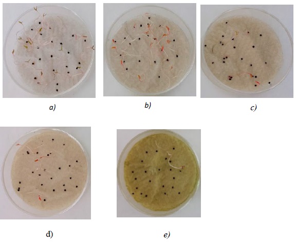 Experimento 5- Semillas de P. oleracea tratadas con extracto etanólico a diferentes concentraciones. Radículas visibles en semillas, indican que no hubo efecto. a) Semillas sin tratar: b) dosis 1 % p/v, c) dosis 2 % /v ,d) dosis 3.33 % p/v, e) tratamiento Control (+ 3.33 % p/v) . Figure 4. Experiment 5. P. oleracea seeds treated with ethanol extract at different concentrations. Visible radicles in seeds, indicate that there was no effect. a) Untreated seeds: b) dose 1 % p/v, c) dose 2 % /v, d) dose 3.33 % p/v, e) Control + (3.33 % p/v).