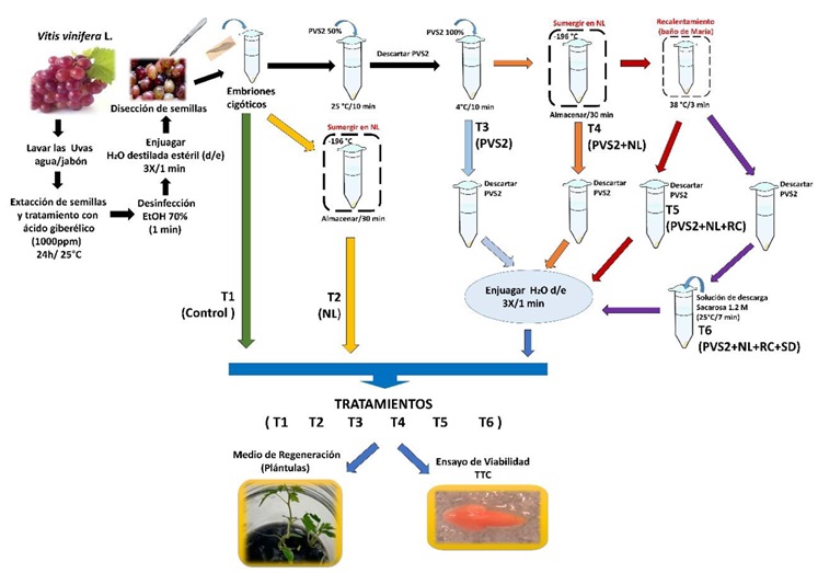 Diagrama representativo de la evaluación de la viabilidad y regeneración de embriones cigóticos de vid sometidos a distintas etapas del protocolo de crioconservación. T1: control, T2: NL, T3: PVS2, T4: PVS2+NL, T5: PVS2+NL+RC y T6 : PVS 2+NL+RD+SD. 