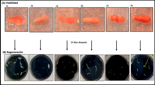 Viabilidad y regeneración in vitro de embriones expuestos a distintas etapas del protocolo de criconservación. (A) Embriones teñidos con TTC y (B) Plántulas regeneradas a partir de embriones, sometidos a distintas etapas del protocolo de crioconservación. T1: control, T2: NL, T3: PVS2, T4: PVS2+NL, T5: PVS2+NL+RC y T6 : PVS 2+NL+RD+SD. 