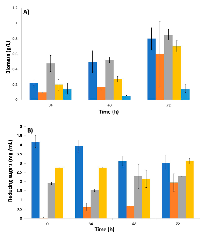 Comparison of biomass and reducing sugars generated by A. niger HDP-2 in culture media using different carbon sources at different times. A) Biomass generated by A. niger HDP-2 in culture media using (Blue bar) Glucose, (Orange bar) Starch, (Gray bar) Glucose + Starch, (Yellow bar) Maltose, and (pale blue bar) Glycerol (n = 2); B) Kinetics of reducing sugars present in the culture media using different carbon sources at different times, (Blue bar) Glucose, (Orange bar) Starch, (Gray bar) Glucose + Starch, and (Yellow bar) Maltose (n = 2). 