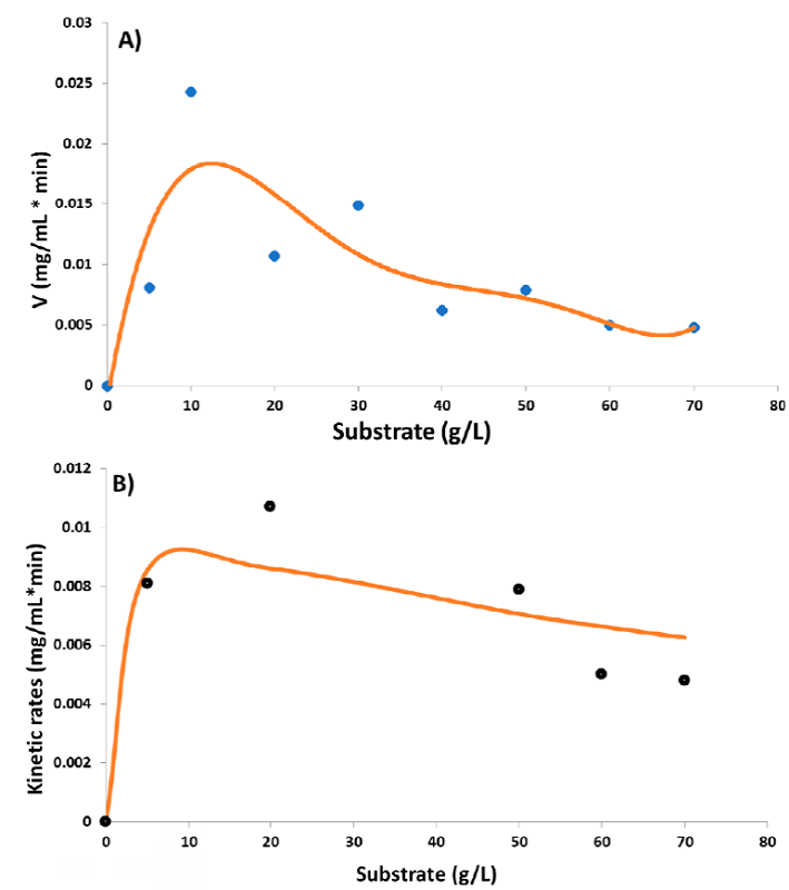 Data adjustment to different kinetic models. A) Michaelis-Menten model: diamonds represent the experimental data obtained, and the solid line represents the fit to the calculated Michaelis-Menten model values; B) Andrews model: circles represent the experimental data obtained, and the solid line represents the fit to the calculated Andrews model values. 