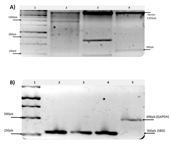 Molecular analysis of glucoamylase-HDP-2 in an EtBr-stained 1.2% agarose gel. A) Digestion of the plasmid DNA constructions with the fragments of interest with the enzyme EcoRI, Lanes: 1: marker size of 1.0 kb; 2: glaA gene 1900 bp; 3: glaA promoter regions 600 and 200 bp; 4: SBD gene 300 bp. B) RT-PCR amplification of the SBD gene. Lanes: 1, marker size of 1.0 kb; 2, PCR of SBD using genomic DNA as template; 3, transcripts of SBD using starch as a carbon source; 4, transcripts of SBD using glucose as a carbon source; 5, the positive control GAPDH gene. 