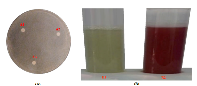 (A) The H2O2 plate assay for the bacterial isolate #2, where PUFAs producers generate no inhibition zone at different H2O2 concentrations (A1, A2 and A3). (B) The 2,3,5-triphenyl tetrazolium chloride (TTC) assay for the bacterial isolate #2 as shown in B1. After incubation at 25 C for 1h.; the formation of red color is considered as a positive result due to the reduction of TTC to the red-colored triphenyl formation as seen in B2. 
