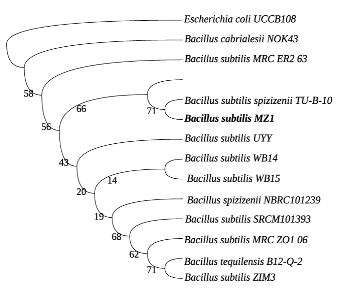 The Maximum likelihood phylogenetic tree constructed based on 16S rDNA sequences of different Bacilli species. The 16S rDNA sequence of the E. coli UCCB108 is the outgroup. The accession numbers for the utilized sequences are mentioned beneath the respective genus names. 