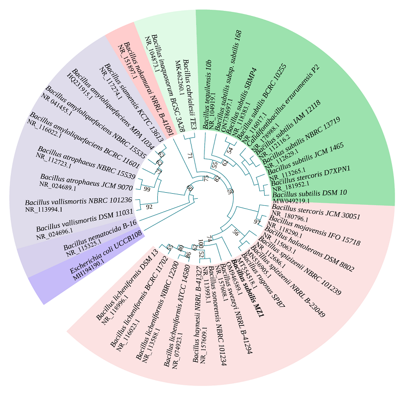 The Maximum likelihood phylogenetic tree based on 16S rDNA sequences of different bacterial strains. The 16S rDNA sequence of the E. coli UCCB108 is used as an outgroup. The accession numbers for the utilized sequences are mentioned beneath the respective genus names. 