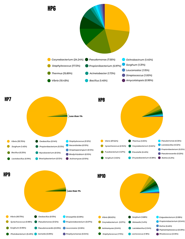 Relative abundance at the genus level of the microbiota from white shrimp hepatopancreas (P. vannamei). Farm 2, HP6: non-AHPND hepatopancreas; HP7 to HP10: diseased hepatopancreas AHPND. 